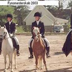 Welsh Mountain (sec A) Prins Silver