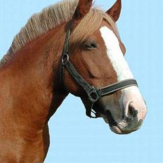 Welsh Pony af Cob-type (sec C) Soya Dart III
