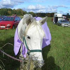 Anden særlig race Shadow