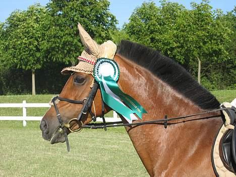Dansk Varmblod Senta - Senta og hendes flotte roset fra distrikt mesterskaberne:) min smukke mulle! billede 4