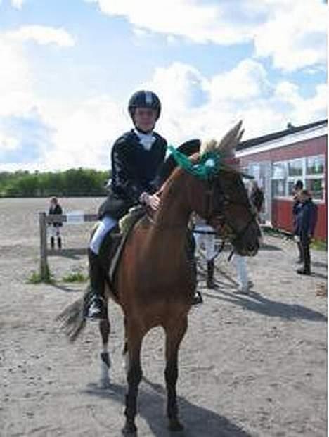 Dansk Varmblod Senta - Senta til lagkagecup :) billede 5