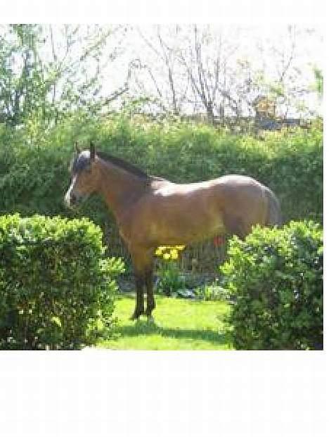 Dansk Varmblod Senta - Senta hjemme i haven:) Duu er mit kæreste eje.. mit et og alt! jeg elsker dig over alt på jorden!<3 billede 7