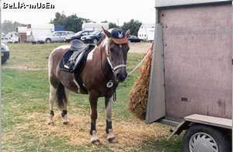 Pinto Bella, solgt - Bella.. (med kasket på) billede 1