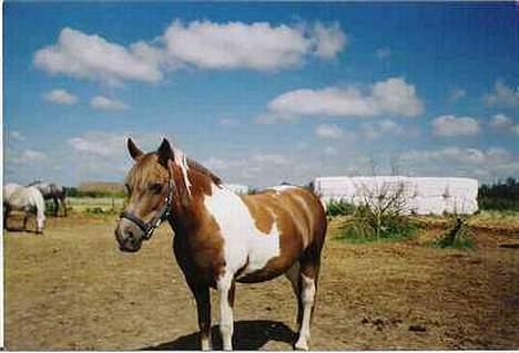 Pinto Bella, solgt - Bella på folden.. billede 3