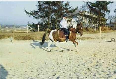 Pinto Bella, solgt - Bella, i dressur træningen! billede 4