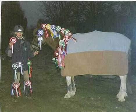 Pinto Bella, solgt - Bella, med alle hendes rosetter for ca. 1 halvt år siden, der er 38 nu har hun 45 billede 5