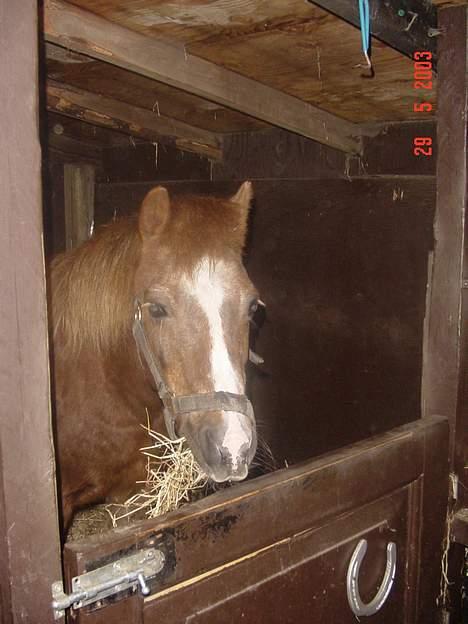 Anden særlig race boy29år ( død.d.19.10.07) billede 9