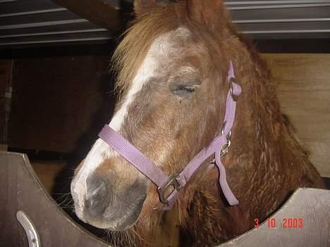 Anden særlig race boy29år ( død.d.19.10.07) - boy ser ledt træt ud billede 10