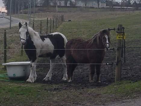 Anden særlig race boy29år ( død.d.19.10.07) - boy og mac twist. billede 5