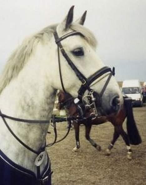 Connemara Petit Cheval, solgt - Valle, med sin tideligere ejer Line.. billede 2