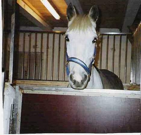 Connemara Petit Cheval, solgt - Valle i boksen.. billede 3