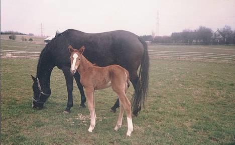 Dansk Varmblod Citrus. Solgt (2006) billede 2