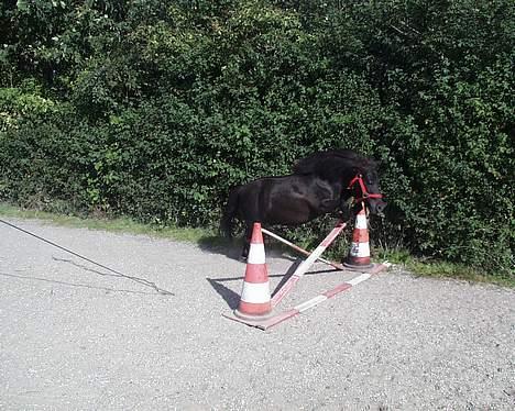 Shetlænder Petter - lidt langt fra... men der nåede jeg at tage billedet.... billede 4