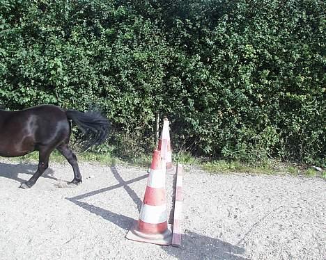 Shetlænder Petter - ups.. han var vist lidt for hurtig... billede 5