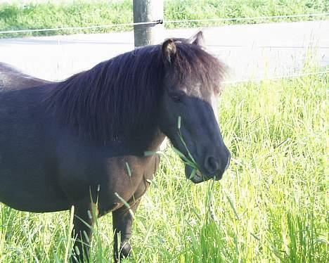Shetlænder Petter - petter hygger sig... billede 6