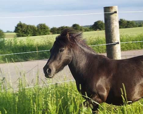 Shetlænder Petter - petter tager sig lige en løbe tur.... billede 7