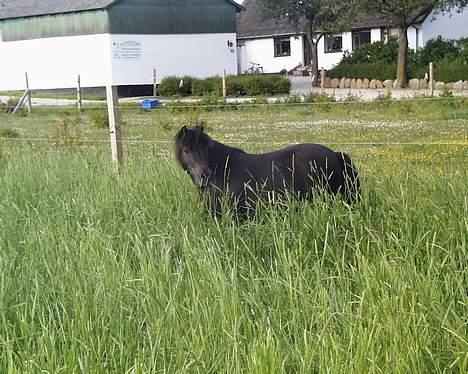 Shetlænder Petter - petter har det vist dejligt... når man er lille skal hovedt ikk så langt ned... billede 8
