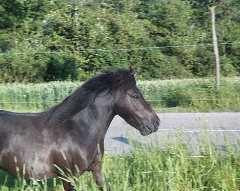 Shetlænder Petter - petter på fold.. billede 9