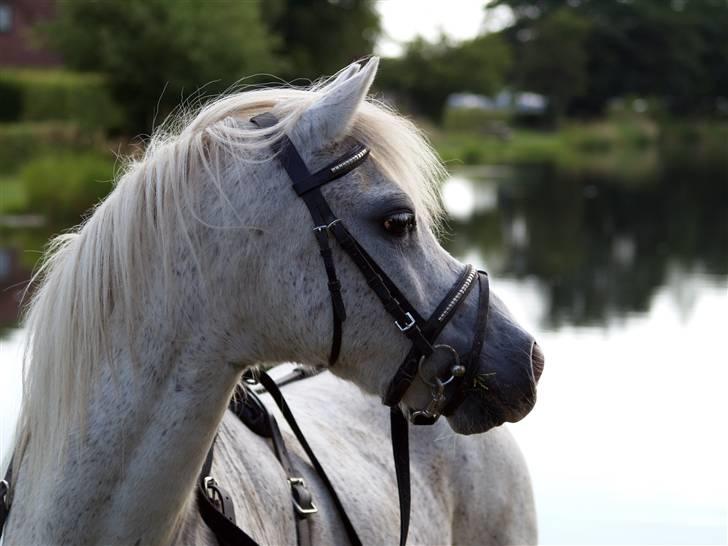 Welsh Mountain (sec A) Hedegårdens Prins - Prins 17 år gammel, juni 2005. billede 21