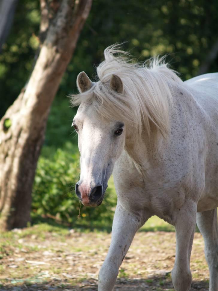 Welsh Mountain (sec A) Hedegårdens Prins - Juni 2007. billede 27