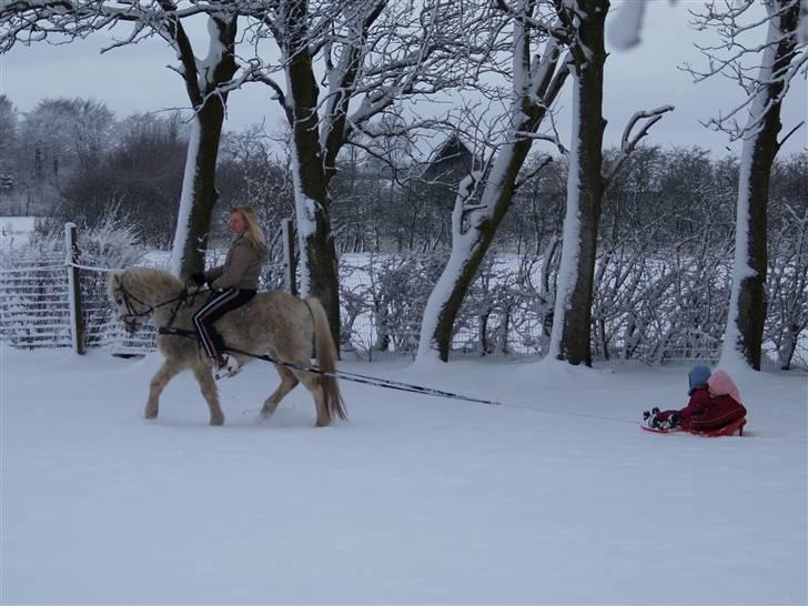 Welsh Mountain (sec A) Hedegårdens Prins - Hygge i sneen... 24.03.08. billede 17