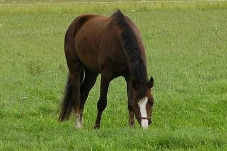Welsh Cob (sec D) Cæsar (T`s Twillight) - mmm jeg vader i mad - Juli 2004 billede 2