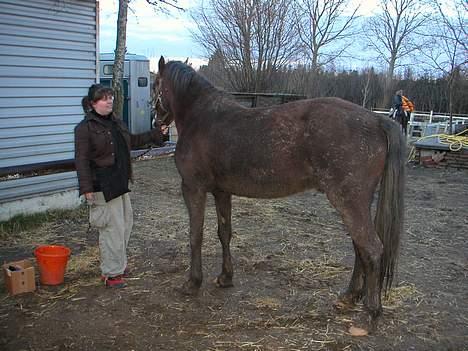Welsh Cob (sec D) Cæsar (T`s Twillight) - En stolt nybagt hesteejer - Feb 2004 billede 4