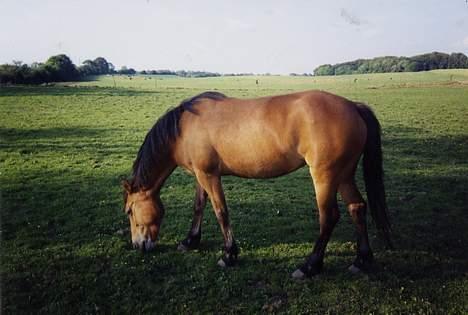 Connemara Bardegårds Fergie *RIP* - Katborgs Olivia Født:23.06.´94 Far:Øxenholms Topsider...Fergies første og eneste føl...Desværre solgt for nogle år siden, så hvis nogle ved hvor hun er må de da gerne sige til...!!! billede 10