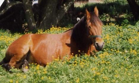Connemara Bardegårds Fergie *RIP* - Mmm, dejlige smørblomster... billede 7