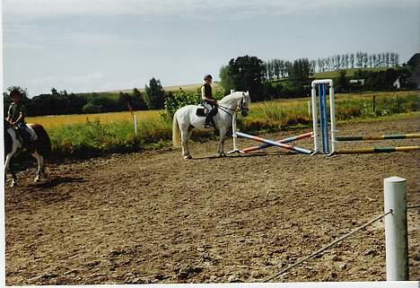 Connemara Petit Cheval, solgt - Valle.. <33 billede 4