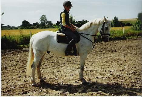 Connemara Petit Cheval, solgt - Valle.. (og mig!) billede 5