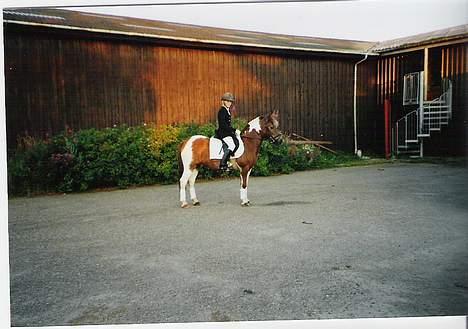 Pinto Bella, solgt - Mig og Bella, til dressur stævne i Hsk.. billede 6