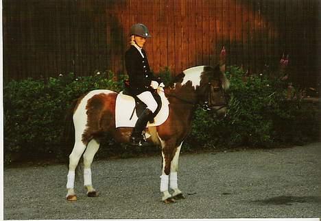 Pinto Bella, solgt - Mig og Bella til dressur stævne i Hsk... billede 7