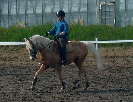 Palomino Yabadoo (SOLGT) - Yabadoo i dressur, undervisning hos min søster Rikke H. G. Larsen billede 7