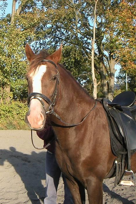 Welsh Cob (sec D) Cæsar (T`s Twillight) - Min smukke smukke hest - sep 2004 billede 5
