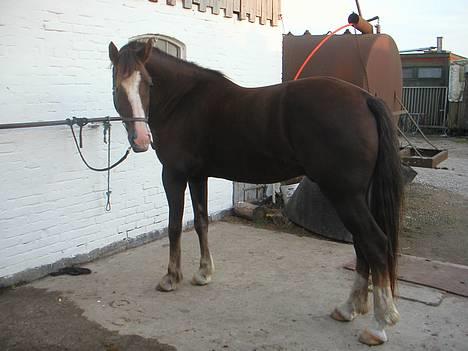 Welsh Cob (sec D) Cæsar (T`s Twillight) - Jeg syntes jeg hørte en gulerod.. billede 6