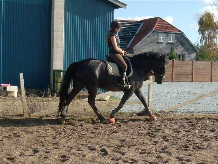 Anden særlig race Ninja billede 9