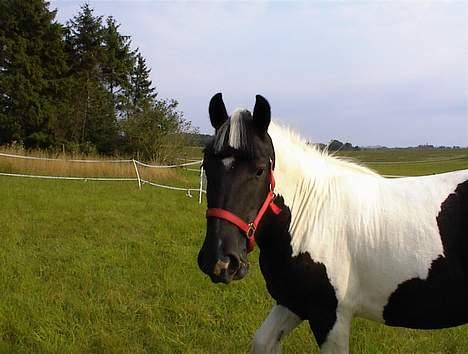Tinker Rikki Licki Lake - Rikki med nyklippet pandelok billede 1