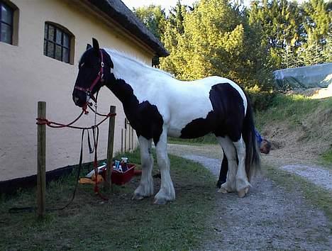 Tinker Rikki Licki Lake - Rikki er ved at blive striglet billede 2