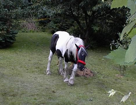 Tinker Rikki Licki Lake - Det var dejligt at rulle sig, så skal der lige rystes billede 4