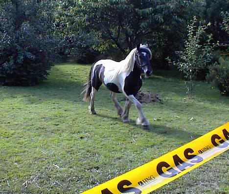 Tinker Rikki Licki Lake - Løber lige en runde hjemme i haven billede 5