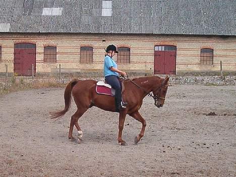 Traver Barske Bangsbo - Så er vi kommet på dressur banen billede 9