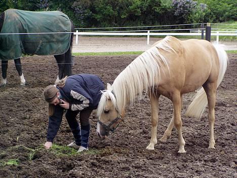 Palomino Yabadoo (SOLGT) - Yab kigger nysgerrigt på mig mens jeg snakker i tlf :P billede 8