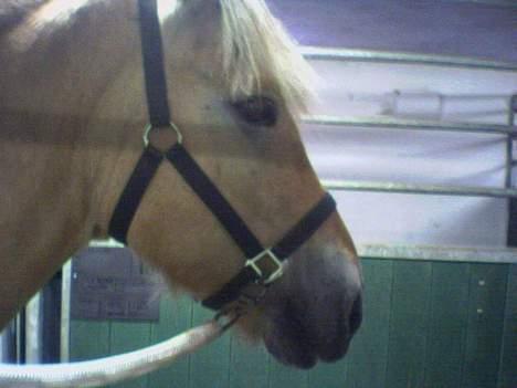 Fjordhest Charlie...Død.. - Charlie på stalden... billede 4