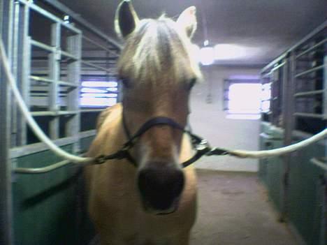 Fjordhest Charlie...Død.. - efter en hård ridetur... billede 5