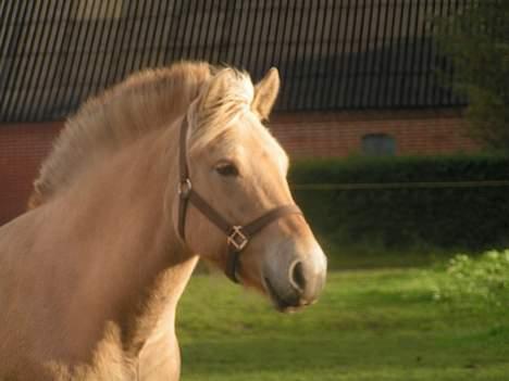Fjordhest Debbig (død) - Søde Debbig billede 1
