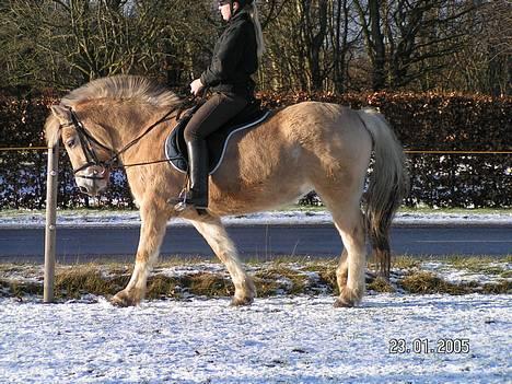 Fjordhest Debbig (død) - Rikke på Debbig i Januar 2005...... billede 2
