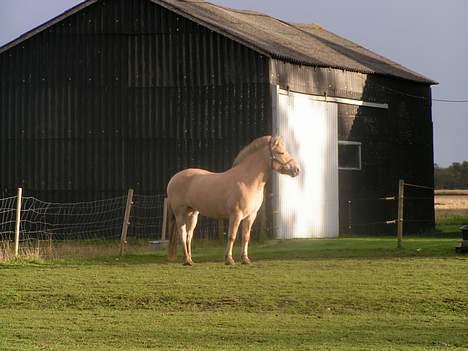Fjordhest Debbig (død) - "Hvor er mit føl?" billede 3