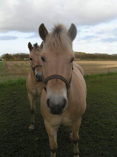 Fjordhest Debbig (død) - Debbig i fromt og hendes 3 år gamle føl i bagrunden. sommer 2004 billede 4