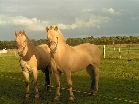 Fjordhest Debbig (død) - Debbig står i forgrunden, og bag hende står hendes føl Freja,men freja har haft allergi i sommers og har ikke så meget man tilbage. billede 5